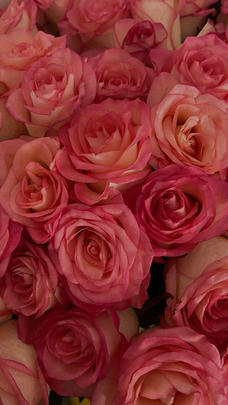 Sunset Serenade: Warmth in Vibrant Blooms