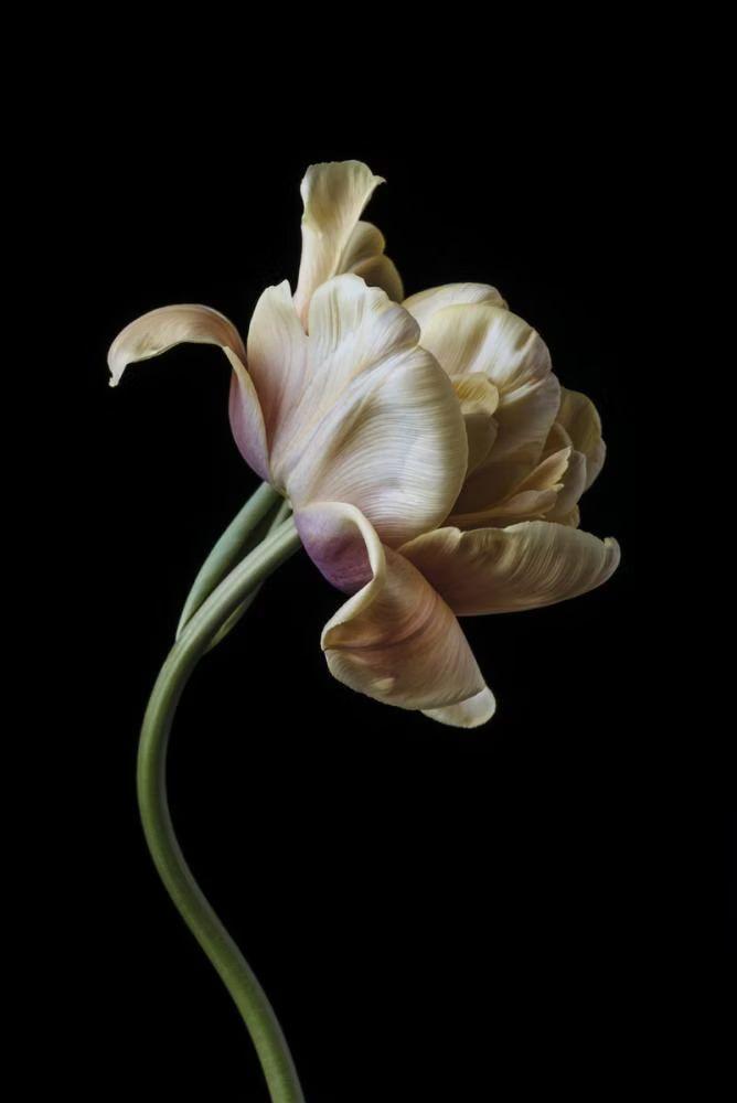 Morning Dew Kiss: Freshness in Petals